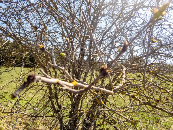 Ein Trockener Baum Einem Park — Stockfoto