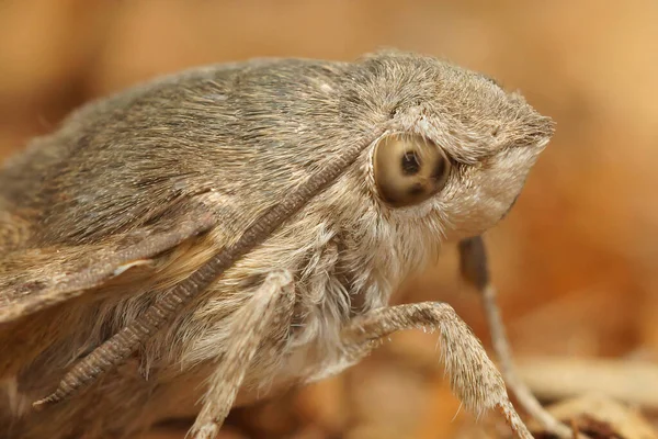 Shallow Focus Hummingbird Hawk Moth Macroglossum Stellatarumresting — Stock Photo, Image