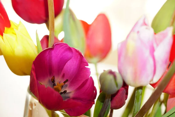 Ein Paar Schöne Tulpenblüten Mit Netten Bokeh — Stockfoto