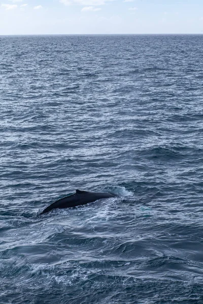 Tiro Vertical Delfín Nadando Mar — Foto de Stock