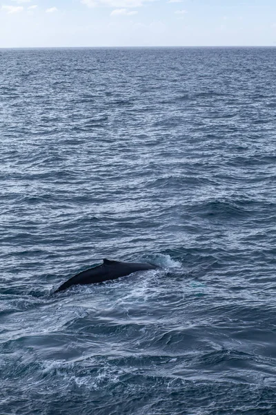 Plan Vertical Dauphin Nageant Dans Une Mer — Photo