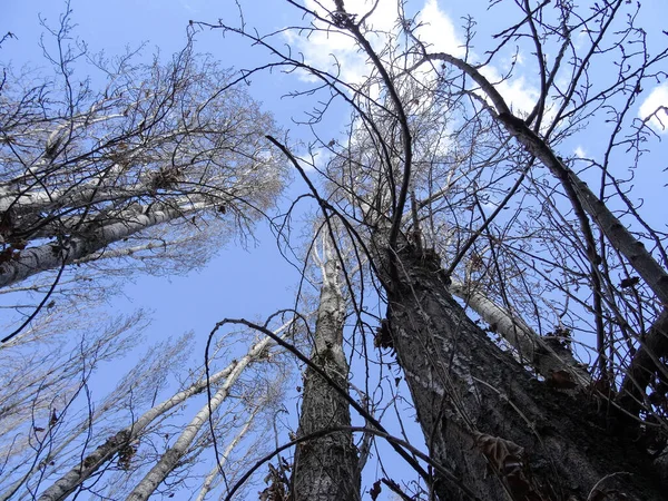 Colpo Basso Angolo Alti Alberi Secchi Con Rami Senza Foglie — Foto Stock