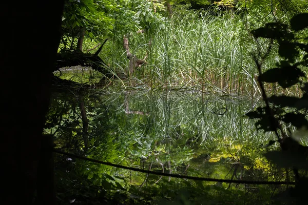 池のある緑豊かな日本庭園 — ストック写真
