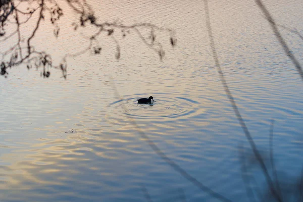 Een Selectieve Scherpstelopname Van Een Enkele Eend Het Water — Stockfoto