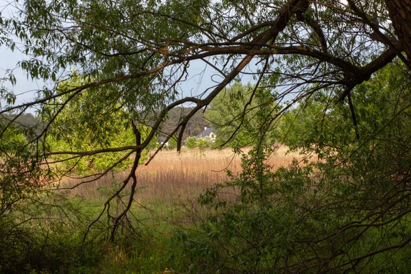 Ett Träd Med Gröna Blad Park — Stockfoto