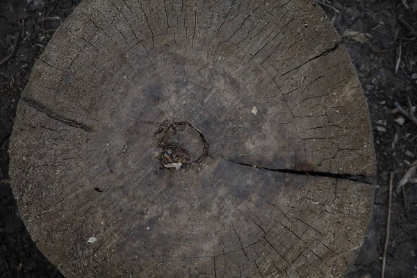 Una Vista Superior Textura Del Tocón Del Árbol Viejo Ernie — Foto de Stock