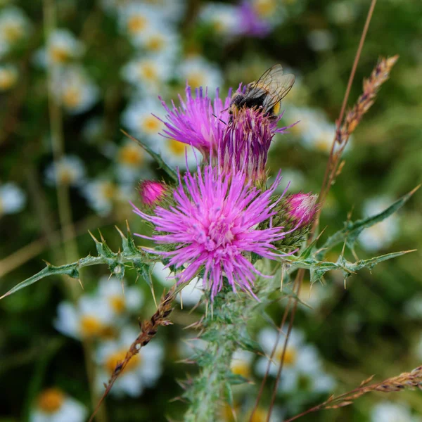 Una Abeja Una Flor Cardo Espinoso Púrpura —  Fotos de Stock