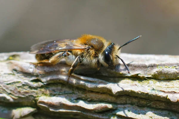 Méhek Sekély Fókusza Fakéregre — Stock Fotó