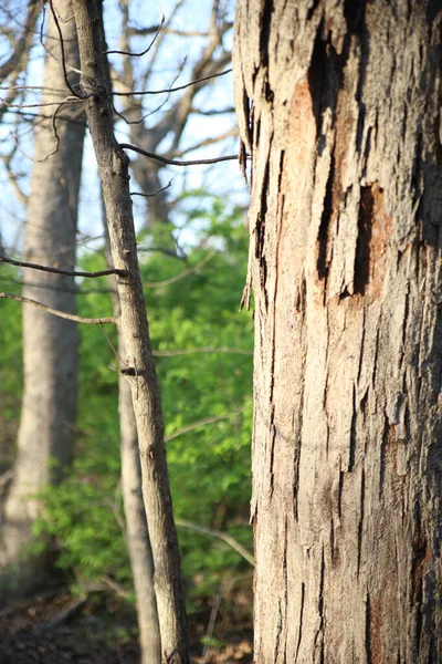 Uma Foto Vertical Textura Casca Árvore Floresta Ernie Miller Nature — Fotografia de Stock