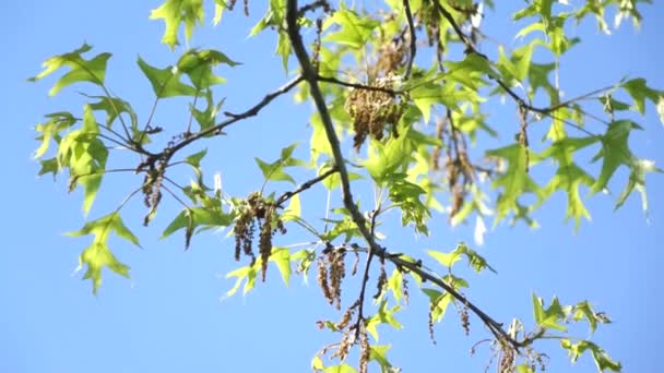 Closeup Panning Shot Oak Tree Branch Daylight Foot — Stock Video