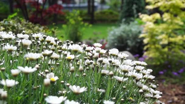 Closeup White Marguerite Daisies Garden Sunlight Shot — Stock Video