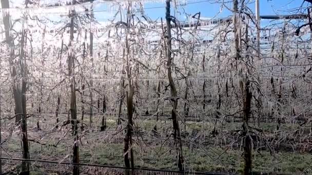 Closeup Icicles Apple Tree Branches Formed Water Irrigation System Protective — Stock Video