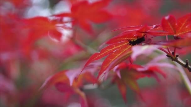 Gros Plan Feuilles Érable Japonaises Dans Jardin Avec Fond Flou — Video