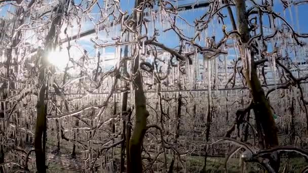 Gros Plan Glaçons Sur Les Branches Pommier Formés Pendant Système — Video