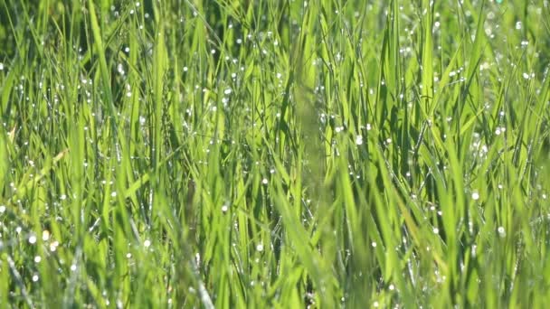 Closeup Panning Shot Hayfield Dewdrops Missouri Footage — Wideo stockowe