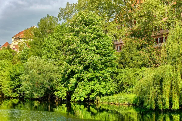 Lago Água Verde Com Plantas Edifícios Baía — Fotografia de Stock