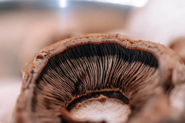Closeup Gills Brown Mushroom — Stock Photo, Image