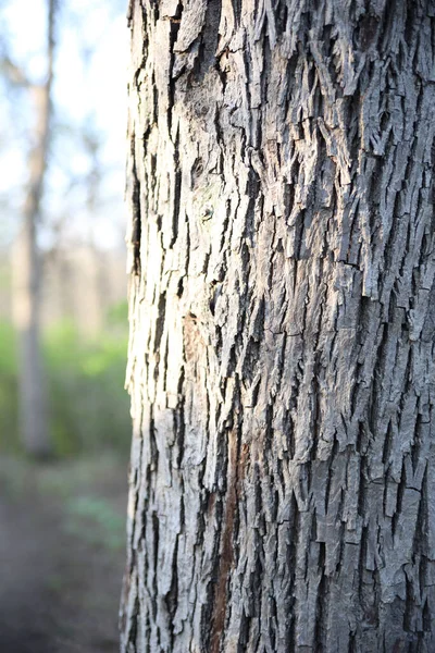 Eine Vertikale Aufnahme Der Baumrindenstruktur Wald Ernie Miller Nature Center — Stockfoto