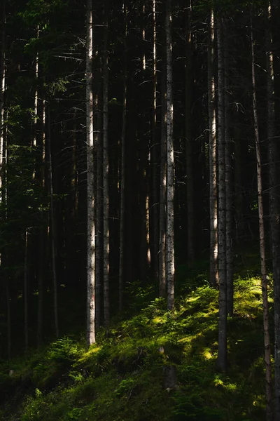 Uzun Ağaçlar Yeşil Otlarla Gölgeli Bir Ormanın Dikey Görüntüsü — Stok fotoğraf