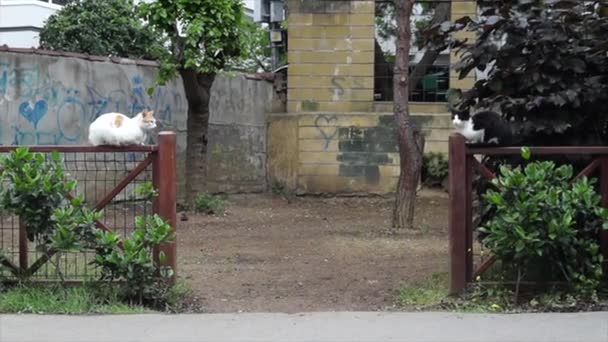 Two Adorable Cats Sitting Metal Fences Garden Building Shot — Wideo stockowe