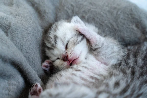 Petit Chat Bébé Couche Dans Son Lit Sur Dos Dort — Photo