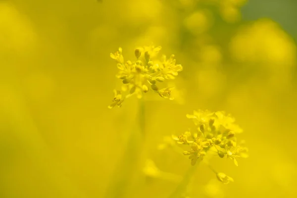 Een Selectieve Focus Shot Van Gele Bedstro Galium Bloemen — Stockfoto