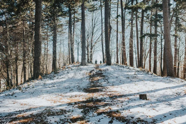 Uma Bela Paisagem Parque Parcialmente Coberto Neve Cercado Por Árvores — Fotografia de Stock