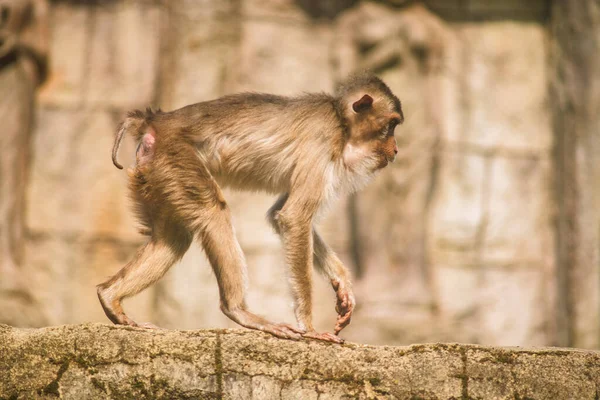 Aranyos Majmok Délben Kívül — Stock Fotó
