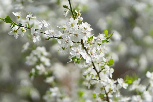 背景がぼんやりしている太陽の光の下で庭での桜のクローズアップ — ストック写真