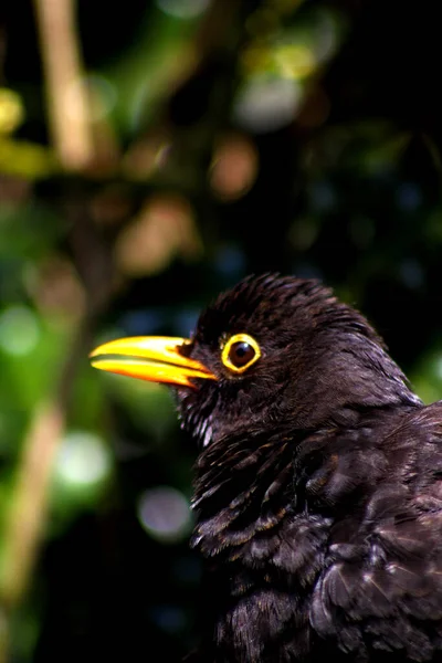 Vertical Selective Focus Blackbird Face Forest Blurred Background — Stock Photo, Image