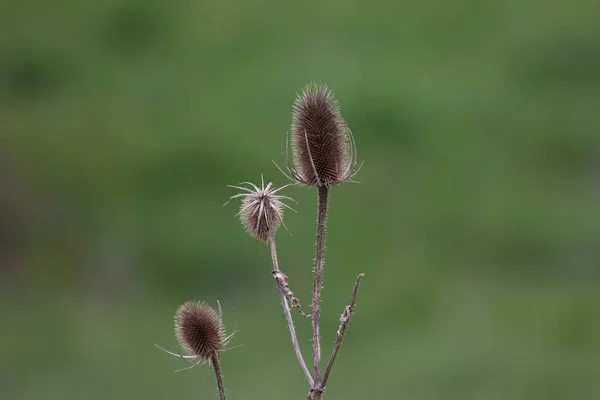 Suchy Kwiat Ostu Polu Zielonym Tle — Zdjęcie stockowe