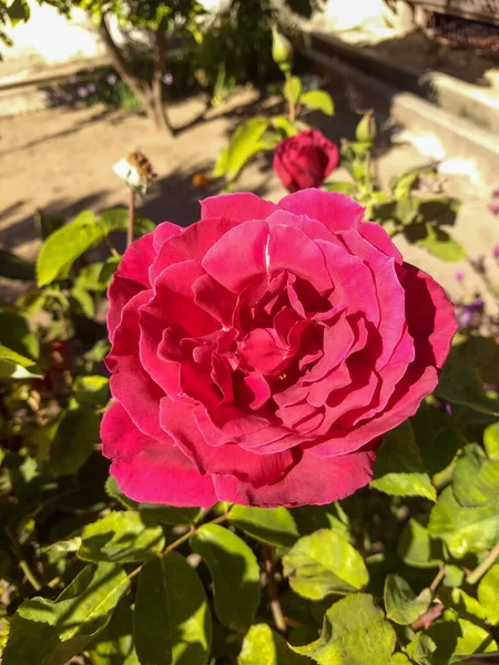 Ένα Κοντινό Πλάνο Από Ένα Φωτεινό Ροζ Τριαντάφυλλο Κάτω Από — Φωτογραφία Αρχείου