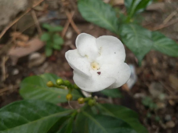 Pohled Shora Květinu Větrníku Tabernaemontana Divaricata — Stock fotografie