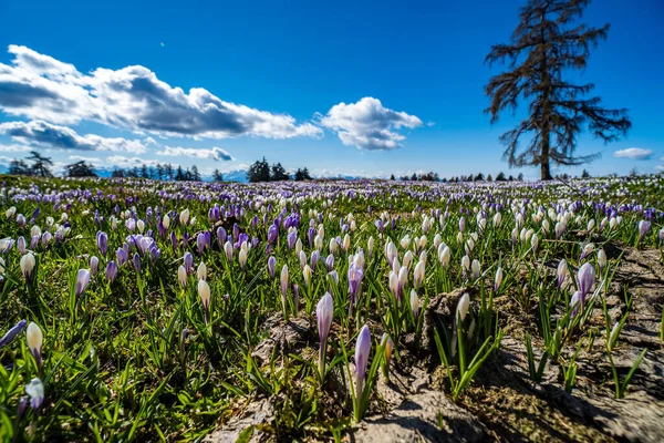 Une Belle Prairie Avec Des Fleurs Crocus Tyrol Sud Alpes — Photo