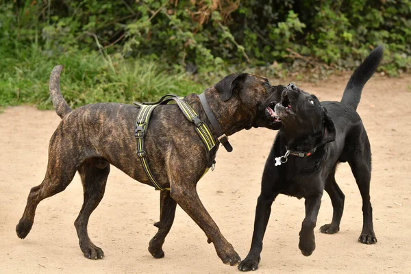Дружба Между Двумя Собаками Высвобожденном Парке Собак Между Скрещенным Ублюдком — стоковое фото