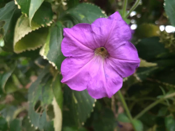 Närbild Den Lila Petunia — Stockfoto