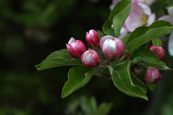 Primer Plano Flores Los Árboles Frutales Día Primavera — Foto de Stock