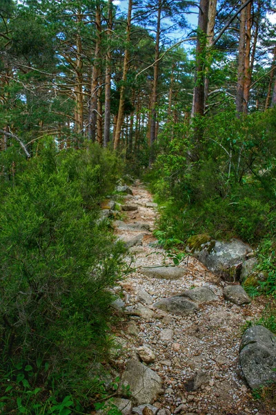 Скеляста Стежка Зеленому Лісі — стокове фото