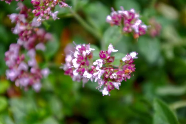 Beautiful Pink Oregano Flowers Grown Garden — Stock Photo, Image