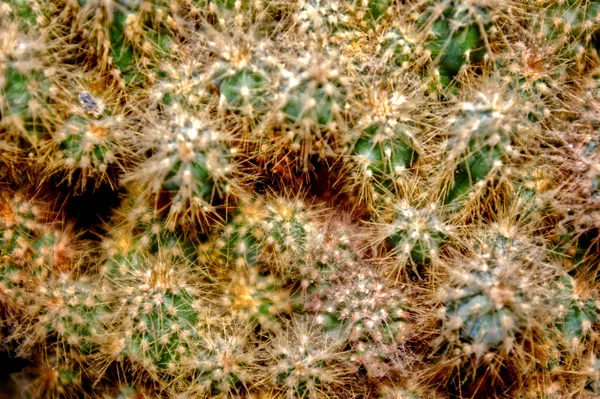 Tetején Kilátás Sok Éles Zöld Kaktuszok — Stock Fotó