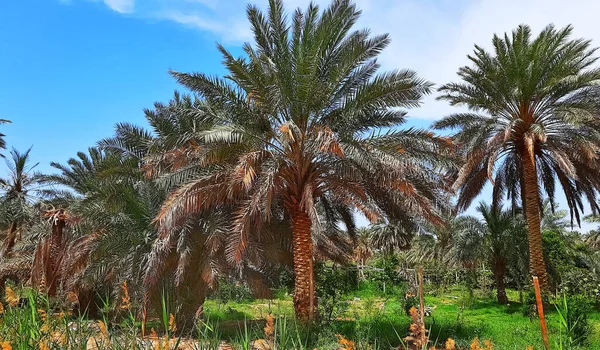 Piękny Strzał Palm Trees Gospodarstwie Zachmurzonym Tle Nieba — Zdjęcie stockowe