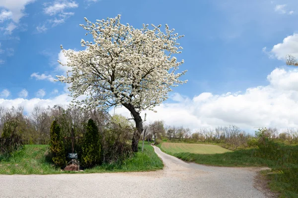 Eine Kirschblüte Und Andere Pflanzen Straßenrand Unter Dem Bewölkten Himmel — Stockfoto