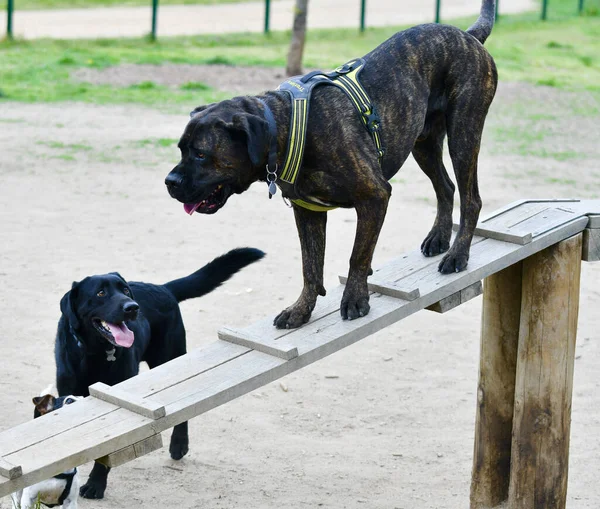 交差した私生児の杖のコルソとボクサーとラブラドールの間の解放された犬公園内の2匹の犬の友情 — ストック写真
