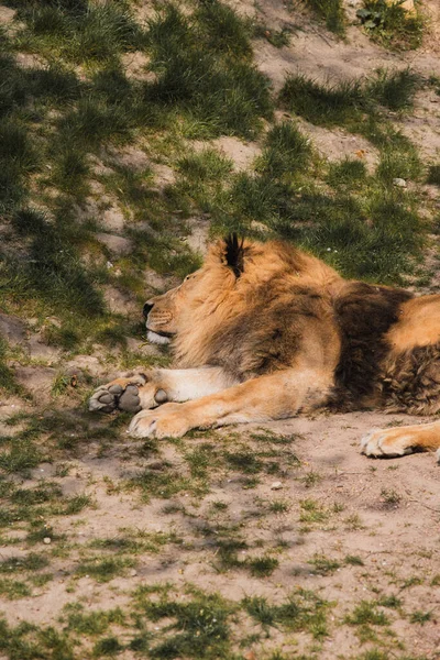 Leeuwen Ontspannen Zich Overdag Zon — Stockfoto