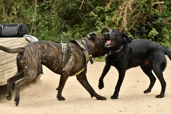 Amistad Entre Perros Parque Perros Desatado Entre Bastardo Cruzado Corso —  Fotos de Stock