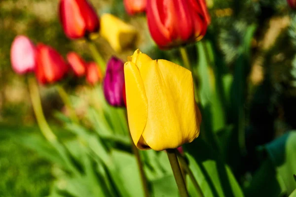 Bunte Tulpen Blühen Frühling — Stockfoto