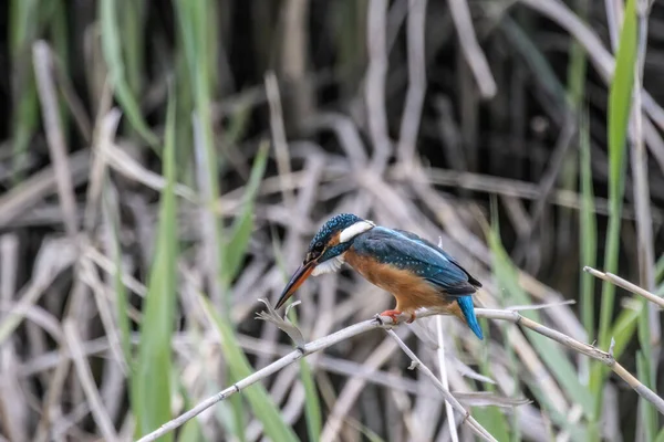 Der Eisvogel Alcedo Atthis Auf Einem Dünnen Zweig Mit Kopierraum — Stockfoto