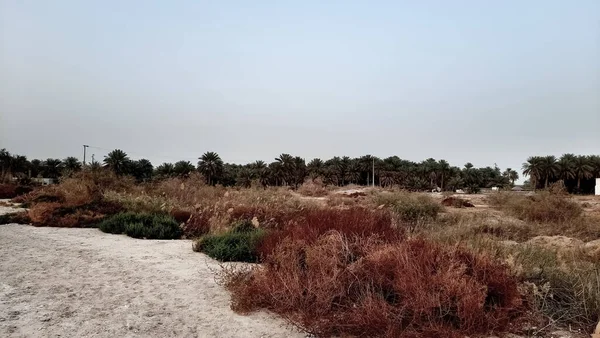 Ett Vackert Landskapsfält Vid Grusväg — Stockfoto