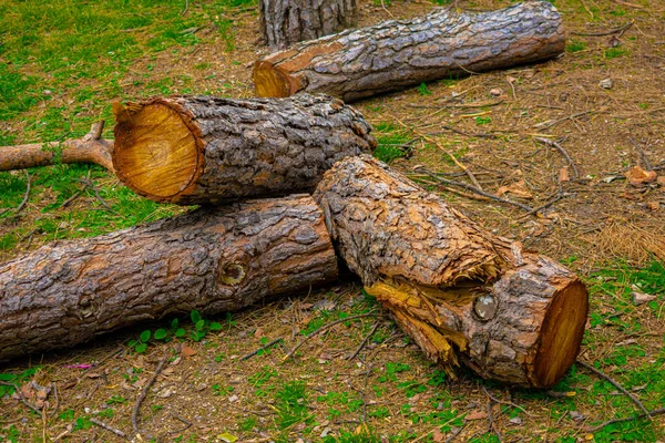 Closeup Shot Cut Tree Branches Ground — Stock Photo, Image