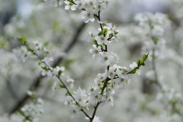 Closeup Shot Beautiful Cherry Blossoms Tree Branches Springtime — Stock Photo, Image